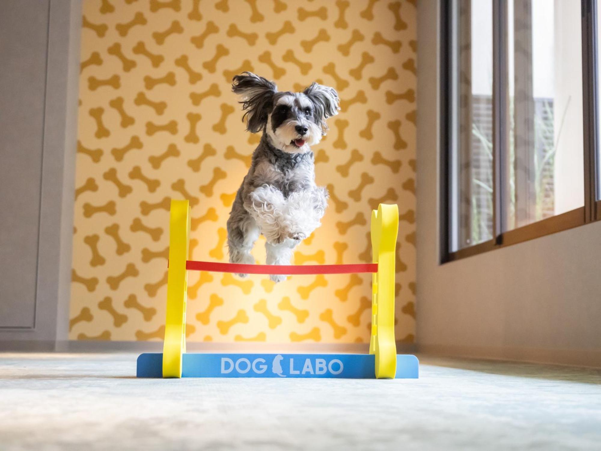 Hotel Anddoggy Kyoto Nijo エクステリア 写真