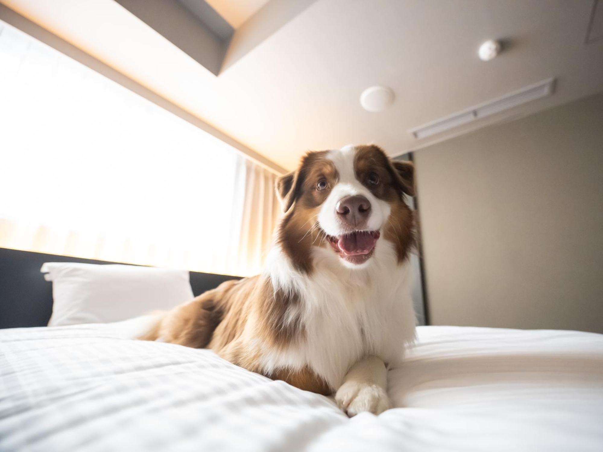 Hotel Anddoggy Kyoto Nijo エクステリア 写真