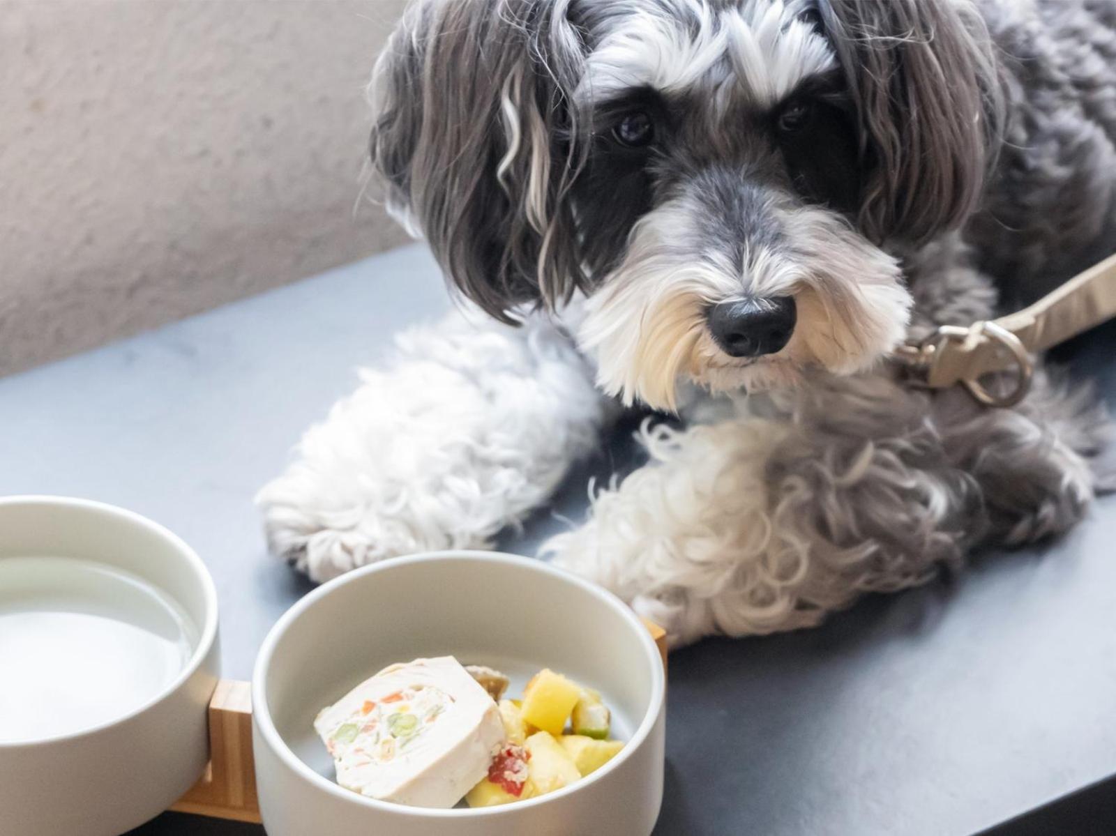 Hotel Anddoggy Kyoto Nijo エクステリア 写真