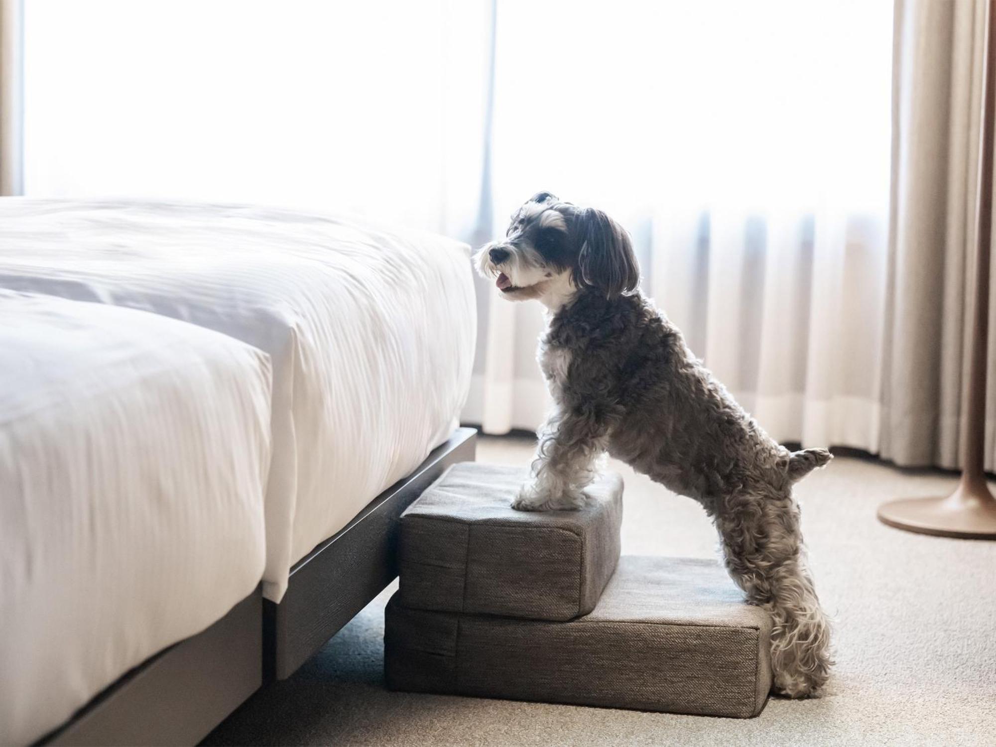 Hotel Anddoggy Kyoto Nijo エクステリア 写真
